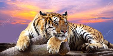 Индийские фильмы про тигров