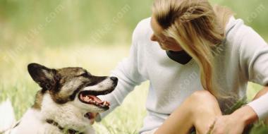 отношения собаки и владельца